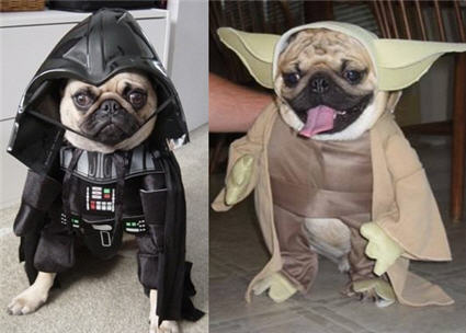 funny pug pictures. May The Pug Be With You